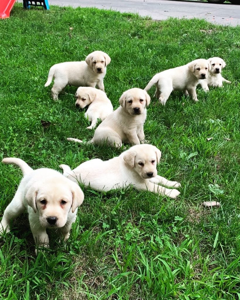 10 Reputable English Labrador Breeders In The States