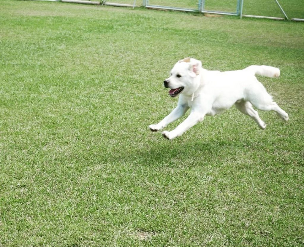 10 Reputable English Labrador Breeders In The States