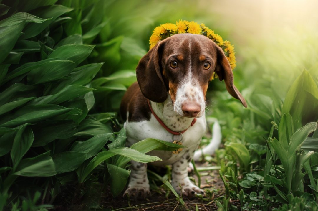 A Guide On The Mesmerizing Piebald Dachshund