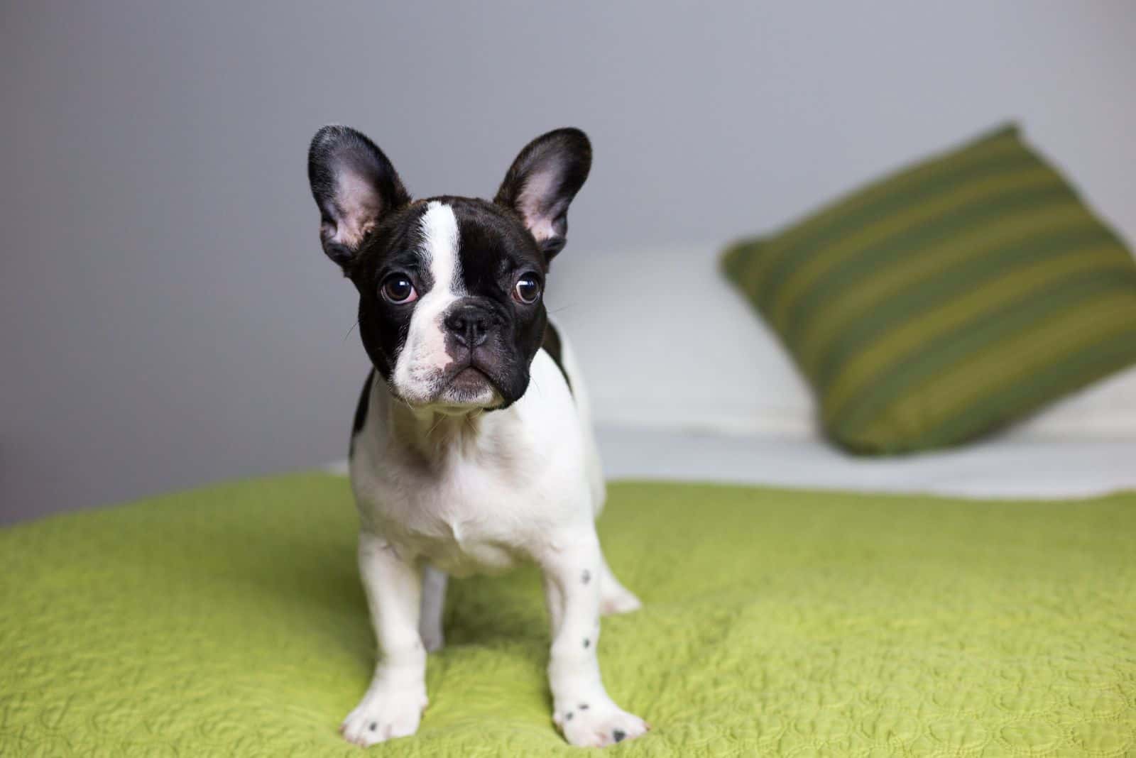 Pied French Bulldog Behind The Distinct Color Pattern