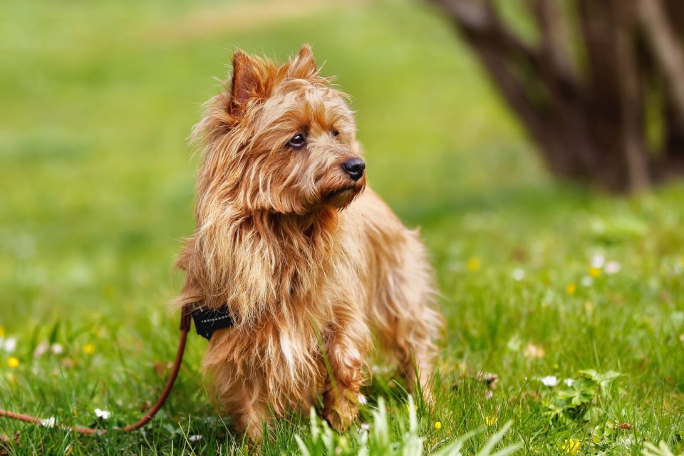 14 Small Brown Dog Breeds As Cute As Nuggets