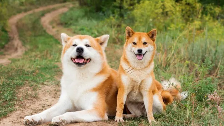 are shiba inus and akitas lazy dogs