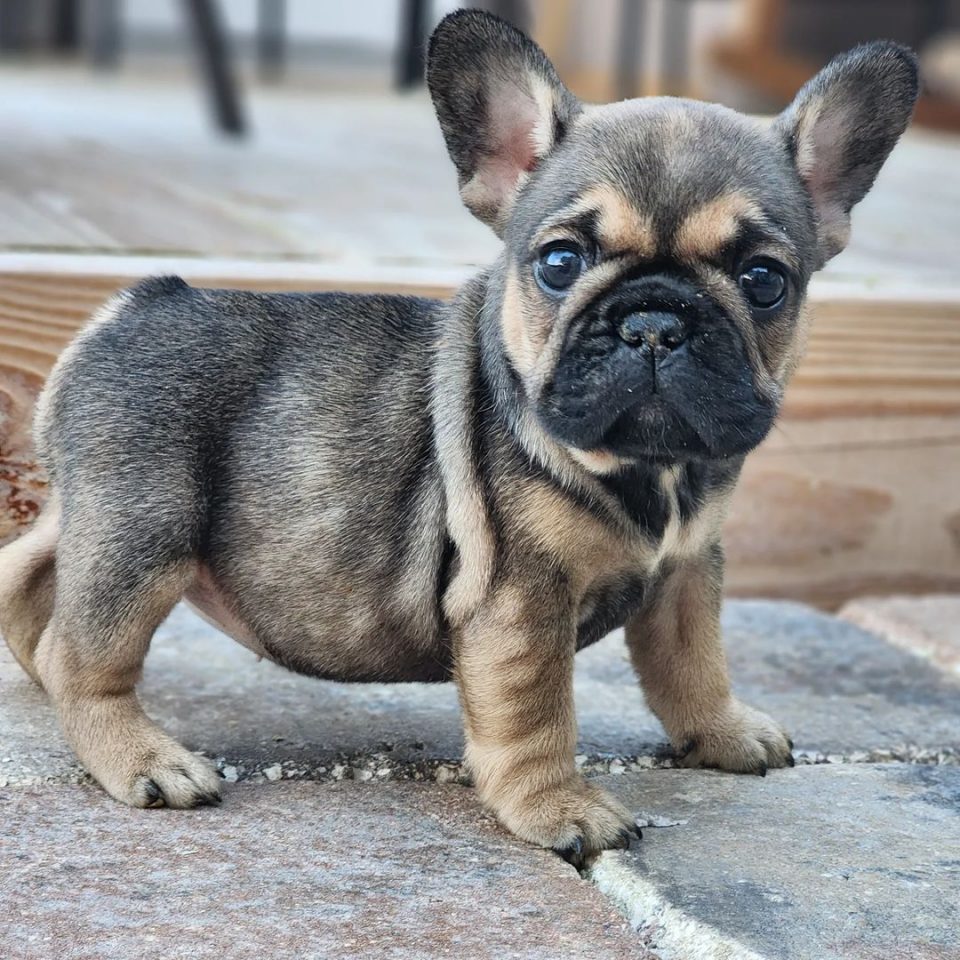 Tan French Bulldog: Everything About The Breed And Its Colors