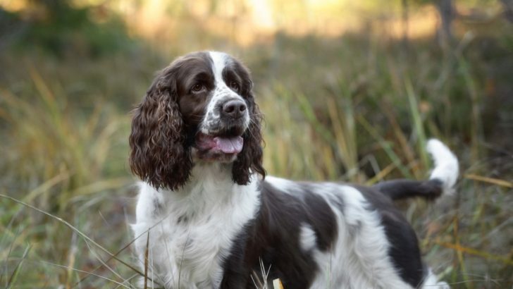 Springer Spaniel Growth Chart - Monthly Guide