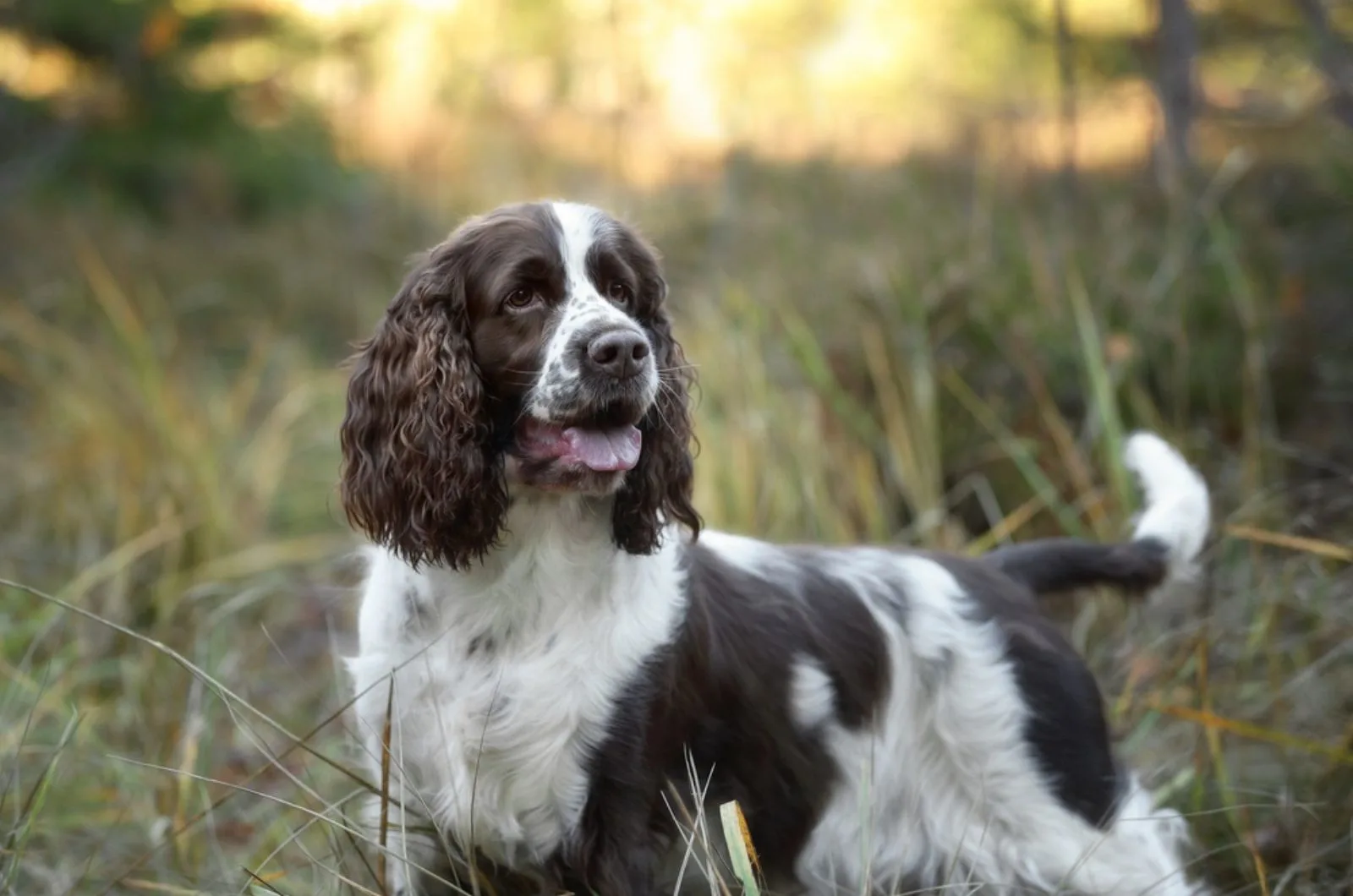 how big will my springer spaniel get