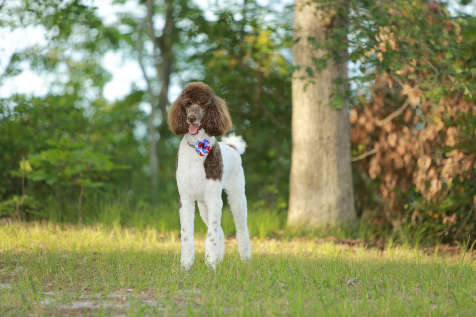 The Top 12 Poodle Breeders In Oregon Places To Get Poodles