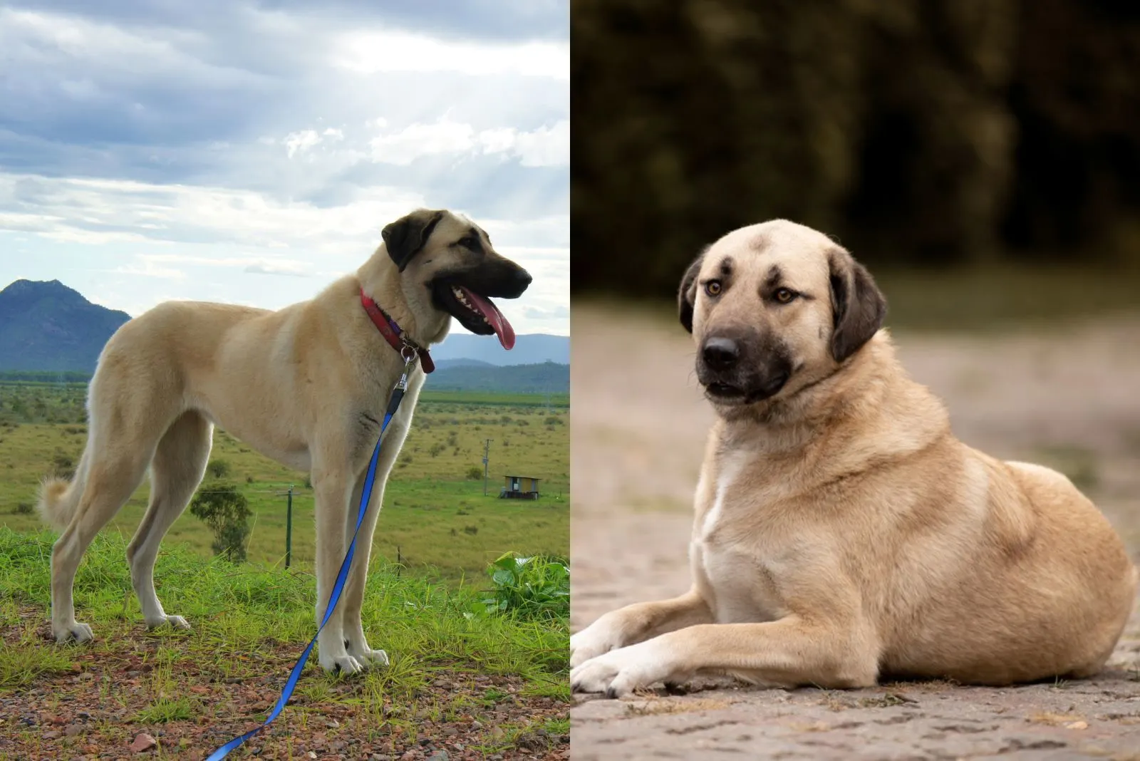 are a kurdish kangal and anatolian shepherd the same thing