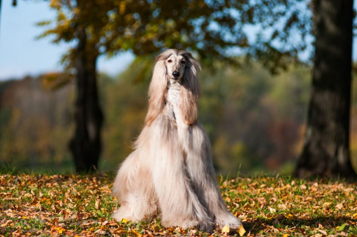 Afghan Hound Price — Will The Cost Of This Dog Hound You?