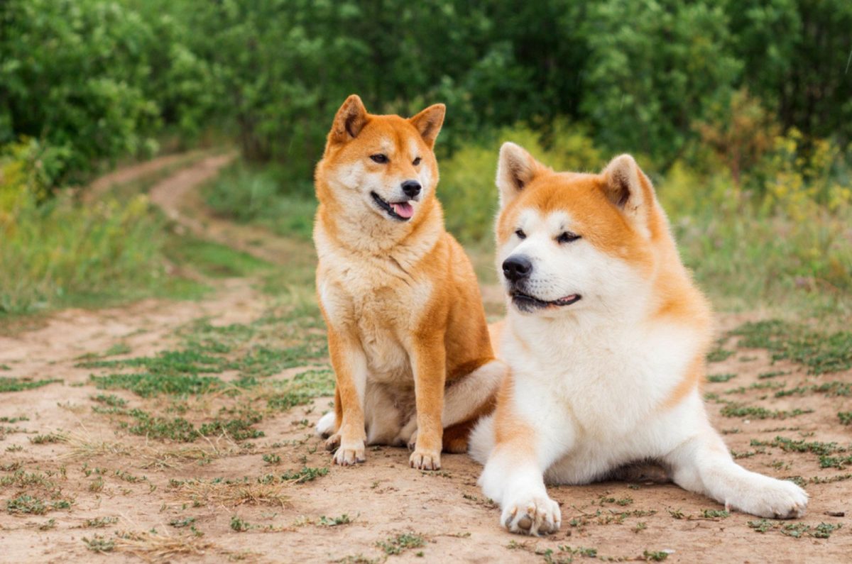 Resolving The Akita Inu Vs Shiba Inu Mystery