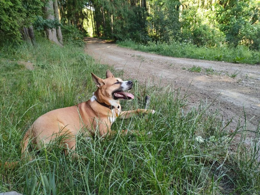 Akita Pitbull Mix - A Powerful Dog For Experienced Owners