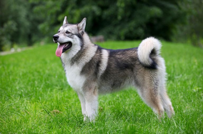 Alaskan Malamute Growth Chart — Big Sled Dogs From The North