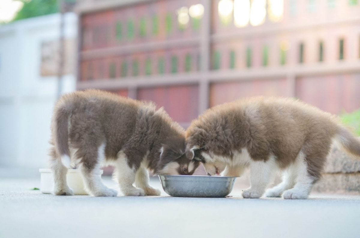 alaskan-malamute-growth-chart-big-sled-dogs-from-the-north