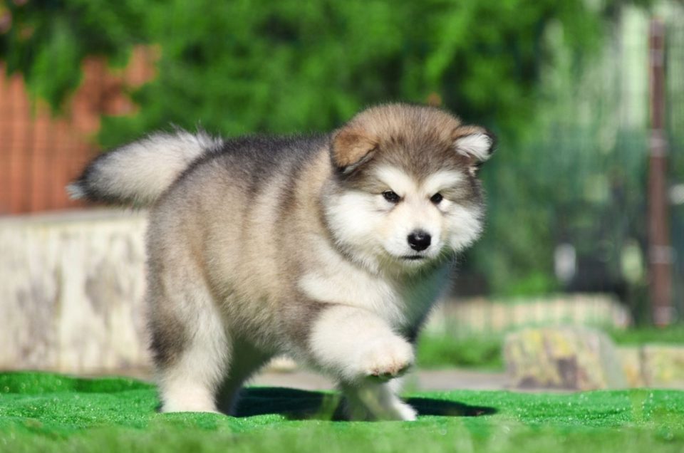 Alaskan Malamute Growth Chart — Big Sled Dogs From The North