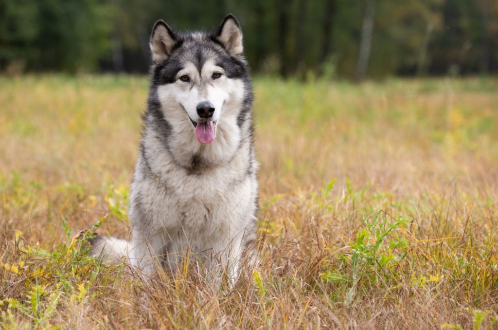 Alaskan Malamute Growth Chart — Big Sled Dogs From The North