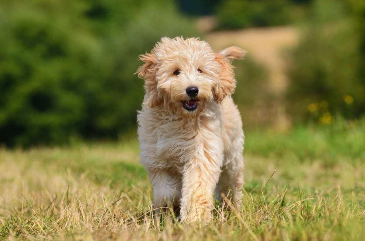 The Tale Of The Beautiful Apricot Goldendoodle