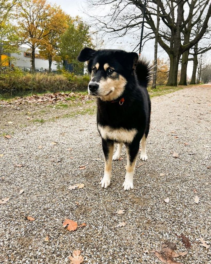 Bernese Mountain Dog Husky Mix: How Good Is Bernsky?