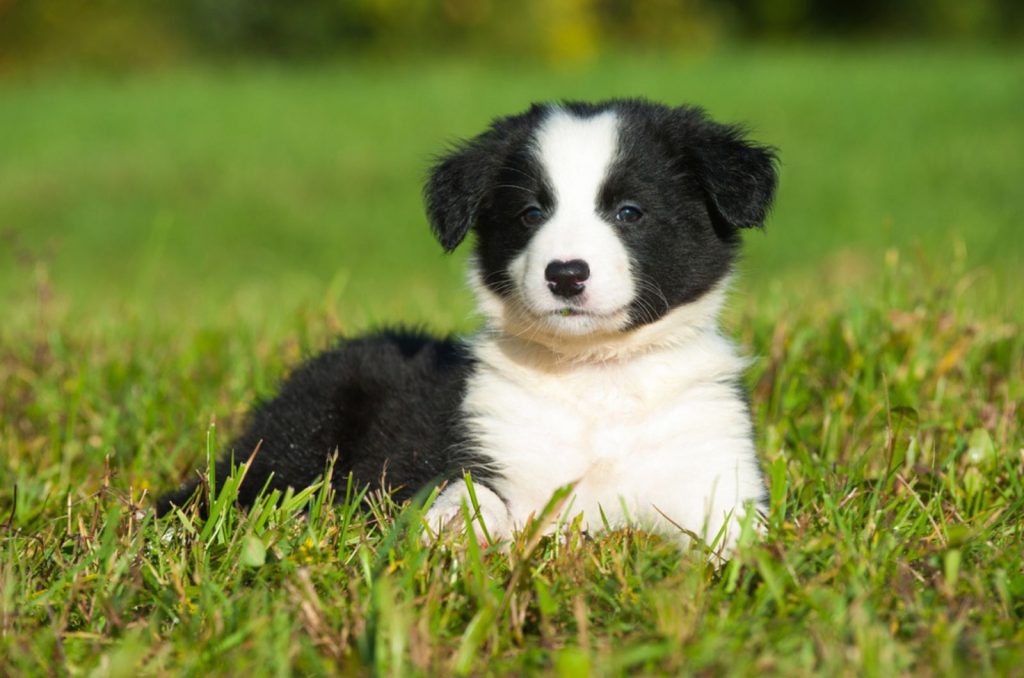 7 Trustworthy Border Collie Breeders In Florida