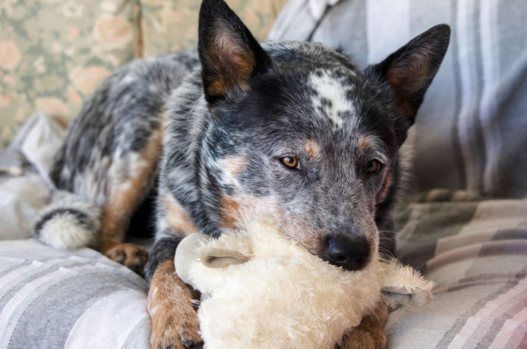 5 Blue Heeler Colors And All Markings Explained