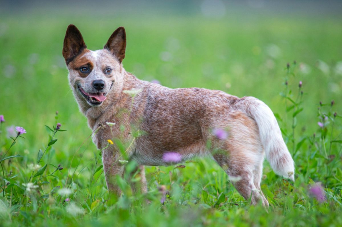 5 Blue Heeler Colors And All Markings Explained - Love for dogs