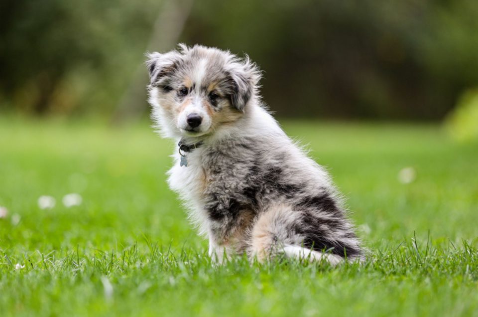 Blue Merle Shetland Sheepdog Genetics Explained