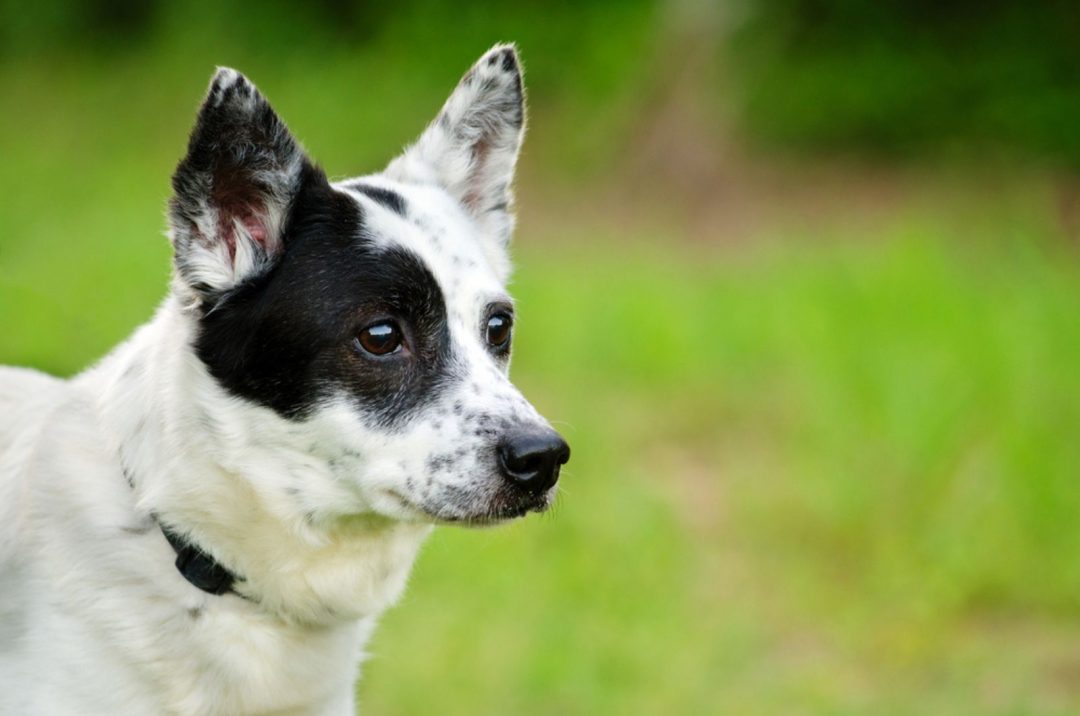 5 Blue Heeler Colors And All Markings Explained