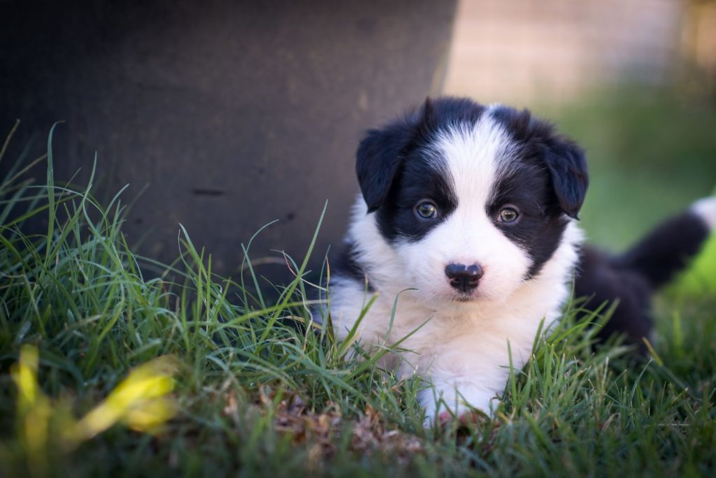 Top 13 Border Collie Breeders In Texas — Best Texan Collies