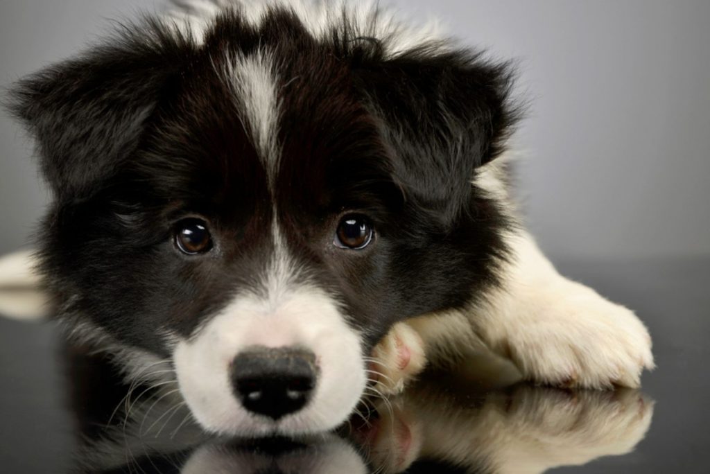 Top 13 Border Collie Breeders In Texas — Best Texan Collies