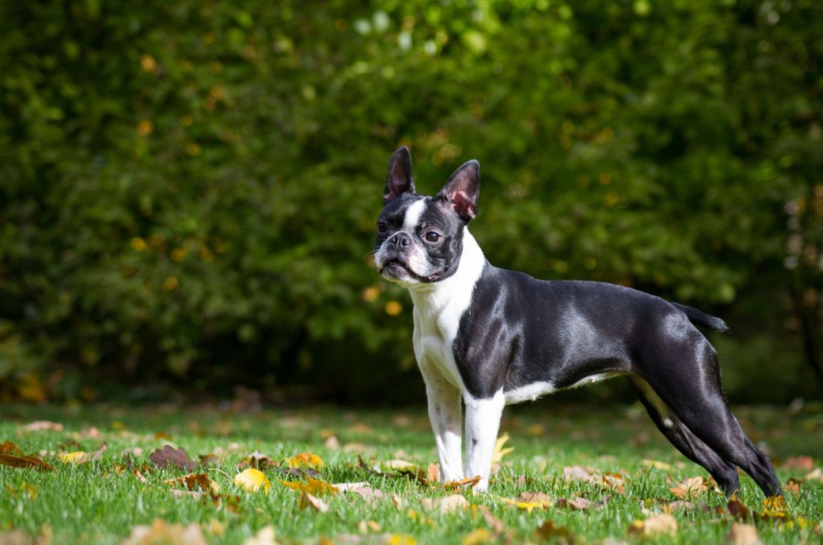 The Boston Terrier Lifespan: 5 Top Things That Influence It