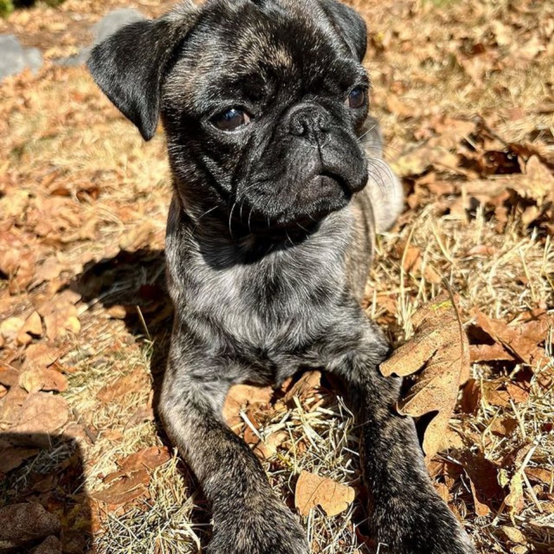 Brindle Pug - Why (Not) To Have One?