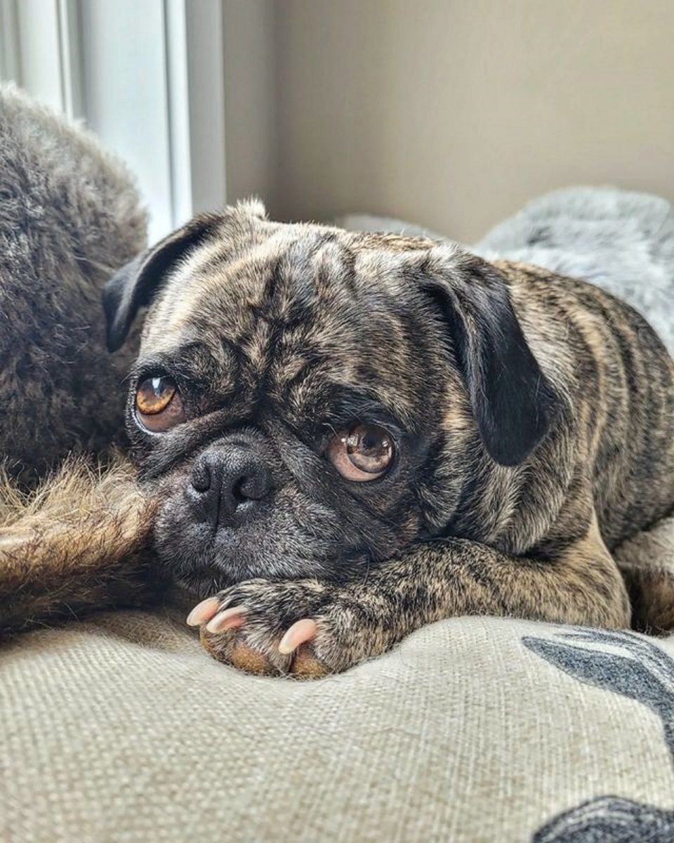 Brindle Pug - Why (Not) To Have One?