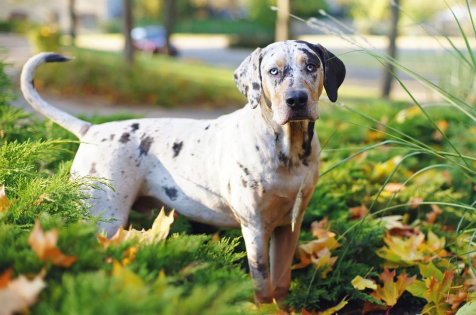 Catahoula Growth Chart: The Ultimate Guide