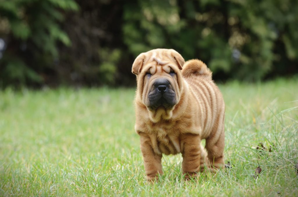 The Shar Pei German Shepherd Mix: One Of A Kind