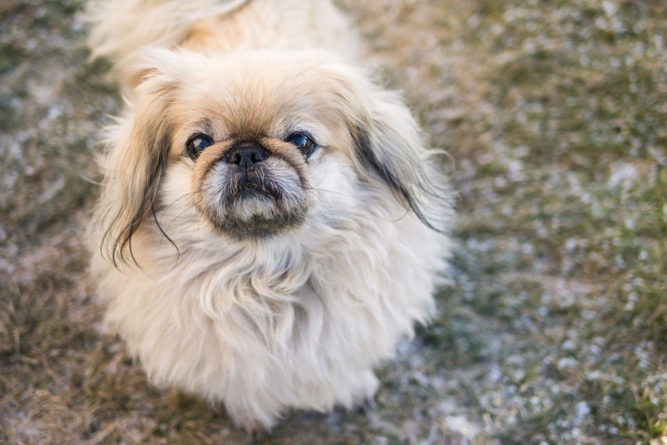 14 Pekingese Colors And Color Combinations, And 7 Markings