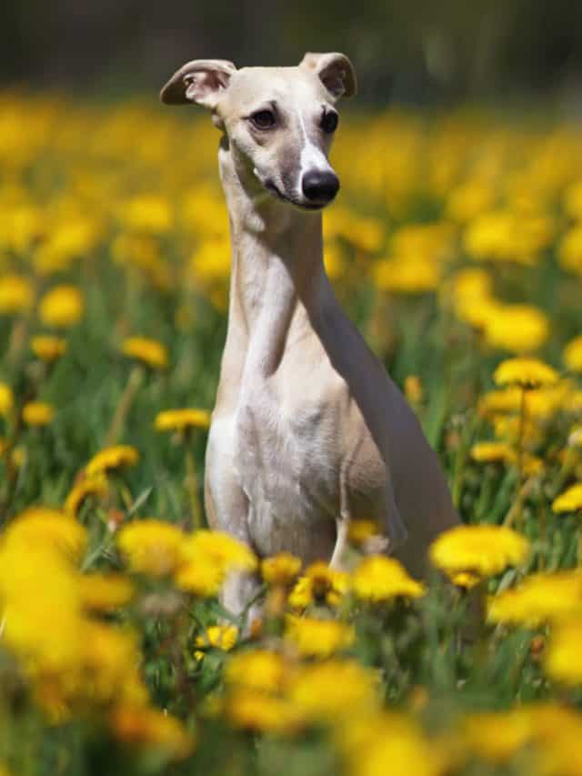 whippet-growth-chart-5-tips-to-make-your-whippet-grow-healthy-pupvine