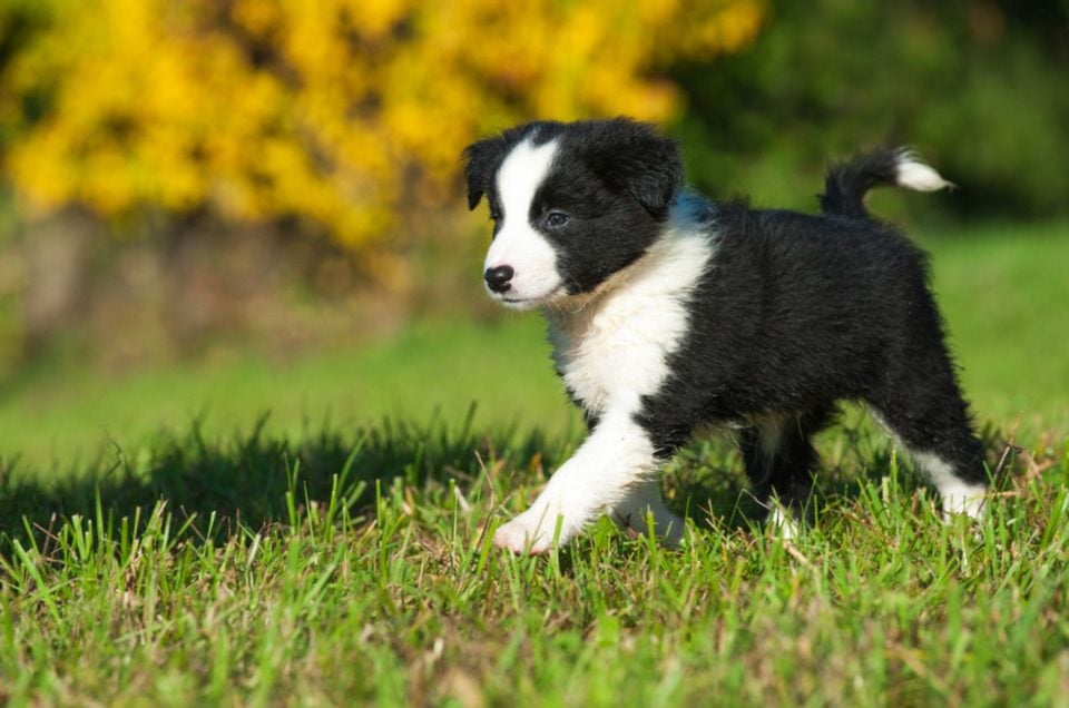 7 Border Collie Breeders In Oregon: Find The Perfect Collie