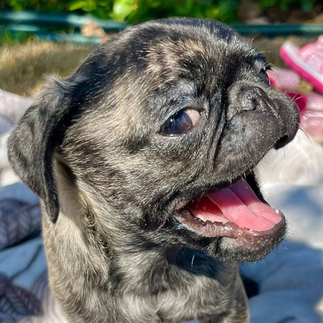 Brindle Pug - Why (Not) To Have One?