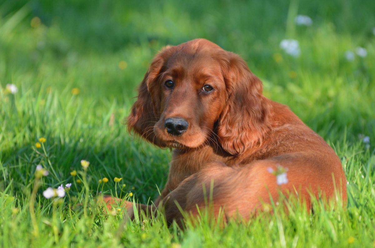 Irish Setter Growth Chart — What Is The Size They Set On?