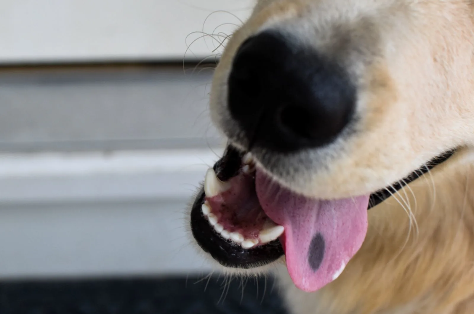 are black spots on dog tongues caused by chow