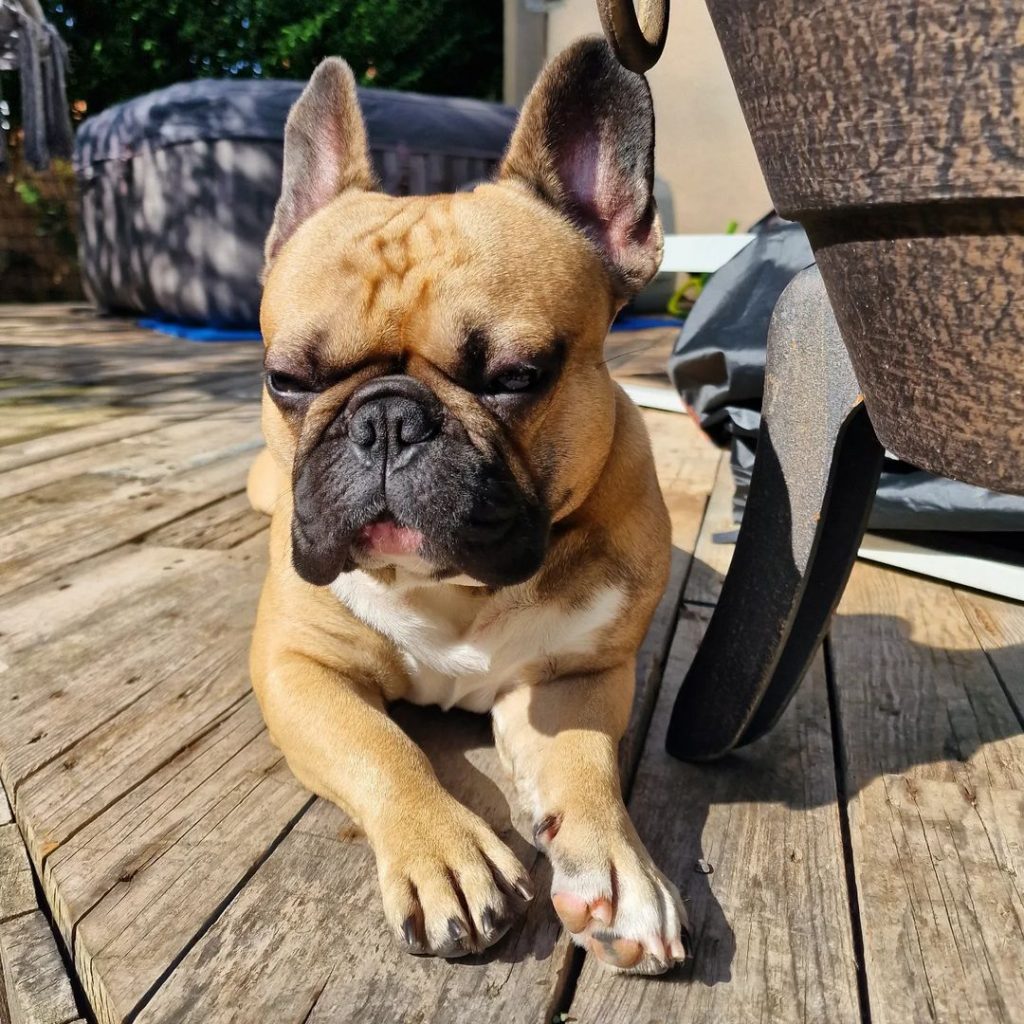 Fawn French Bulldog: Is This The Prettiest Frenchie Color?