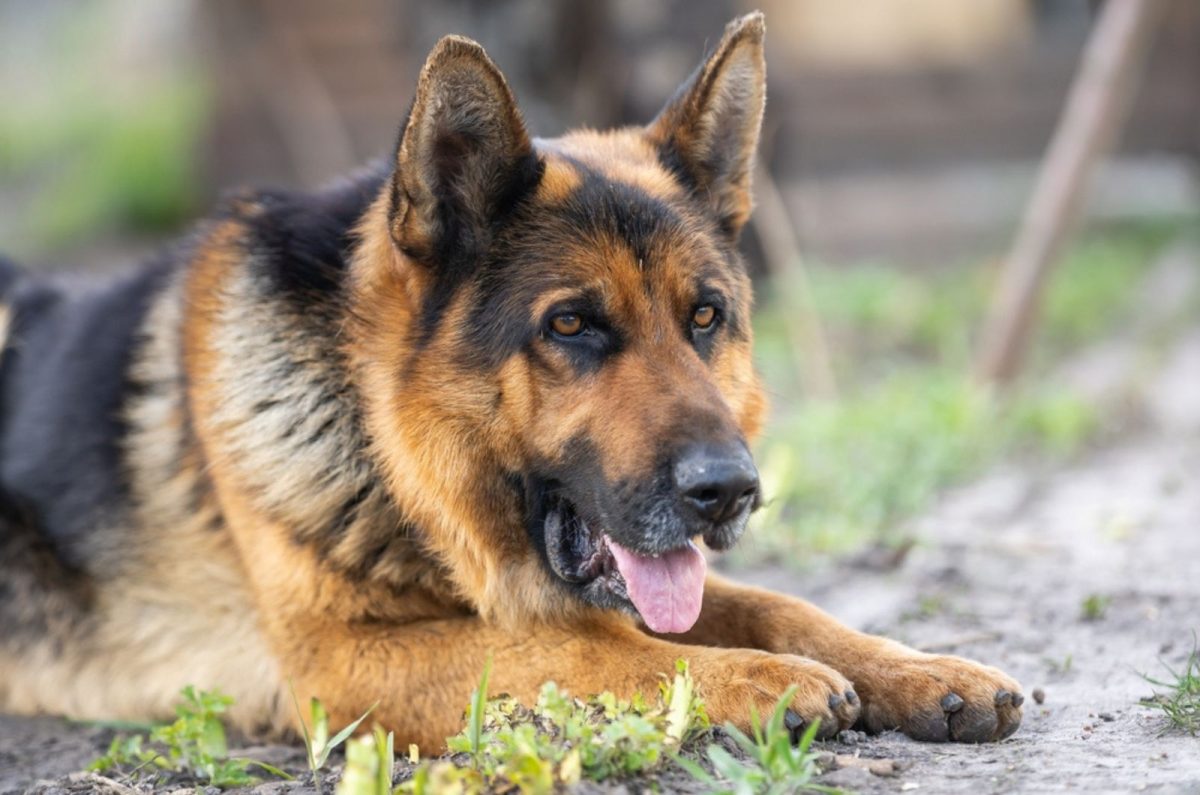 Fat German Shepherd: Signs, Reasons, And Treatment