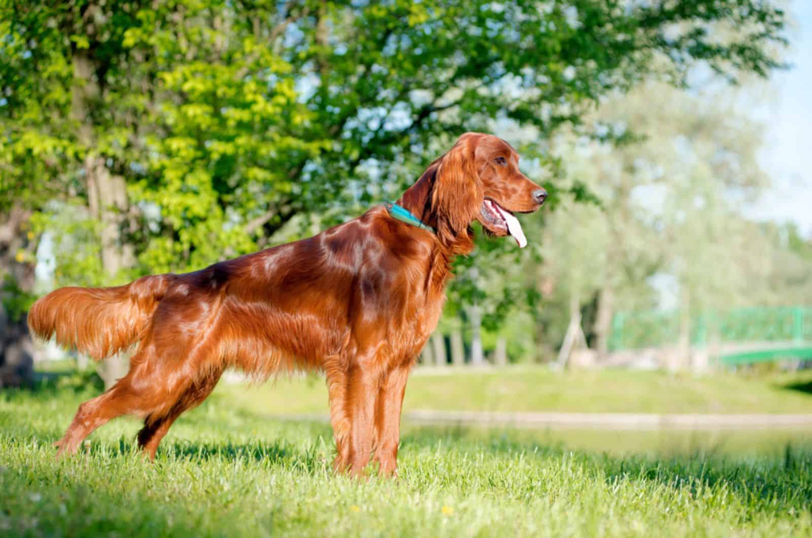 Irish Setter Growth Chart — What Is The Size They Set On?