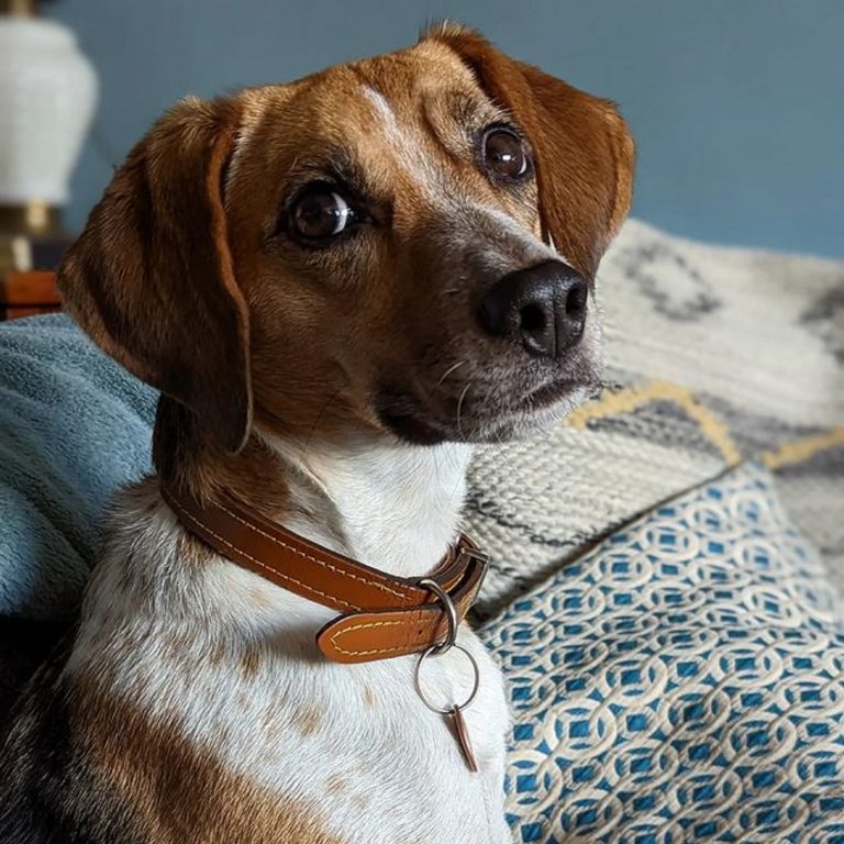 The Jack Russell Beagle Mix: Everything About The Jackabee