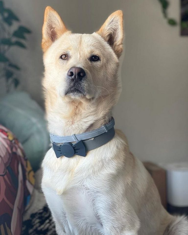 12 Jindo Mixes You Never Heard Of