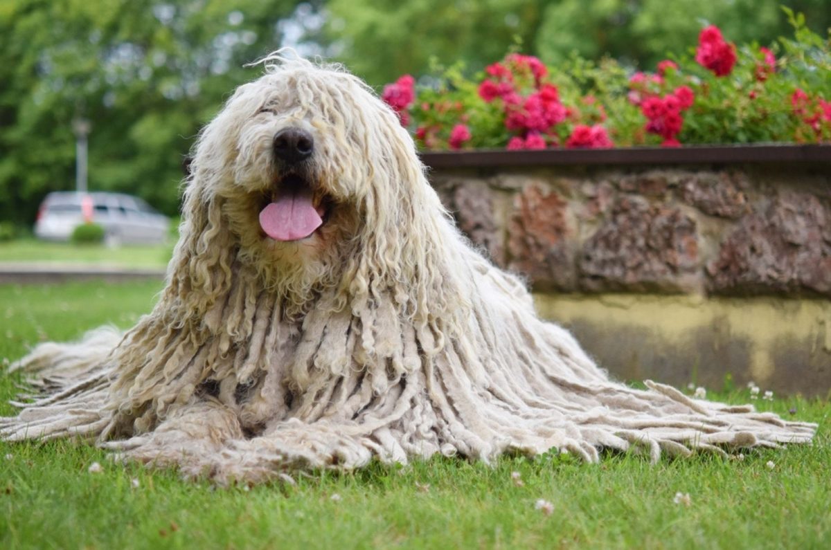 The Komondor Grooming Guide You Never Knew You Needed