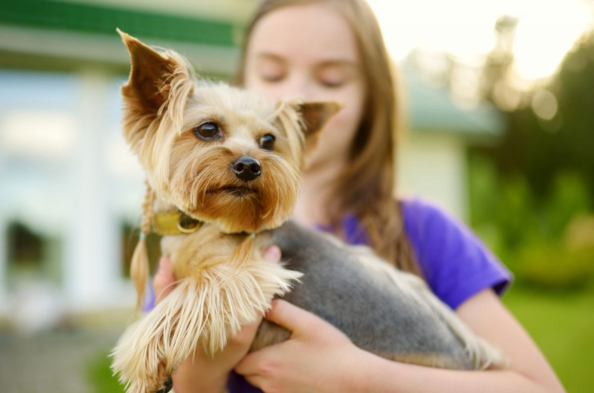 are-yorkies-good-with-kids-a-perfect-family-pet-or-not