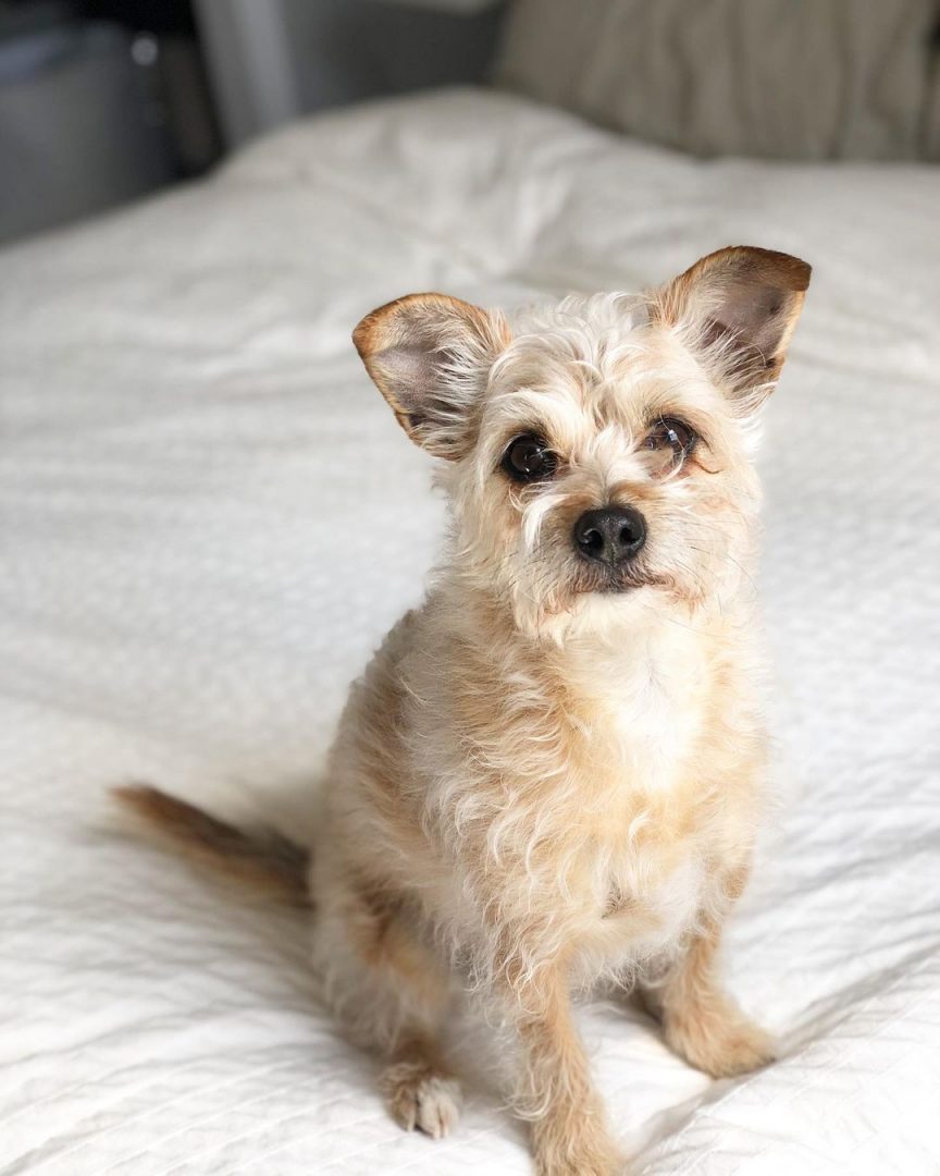 Mixed Breed Of Cairn Terrier And Chihuahua 864x1080 