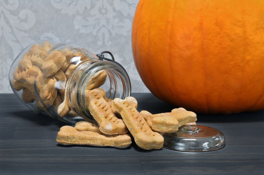 Pumpkin Bone Shaped Dog Cookies 1080x716 