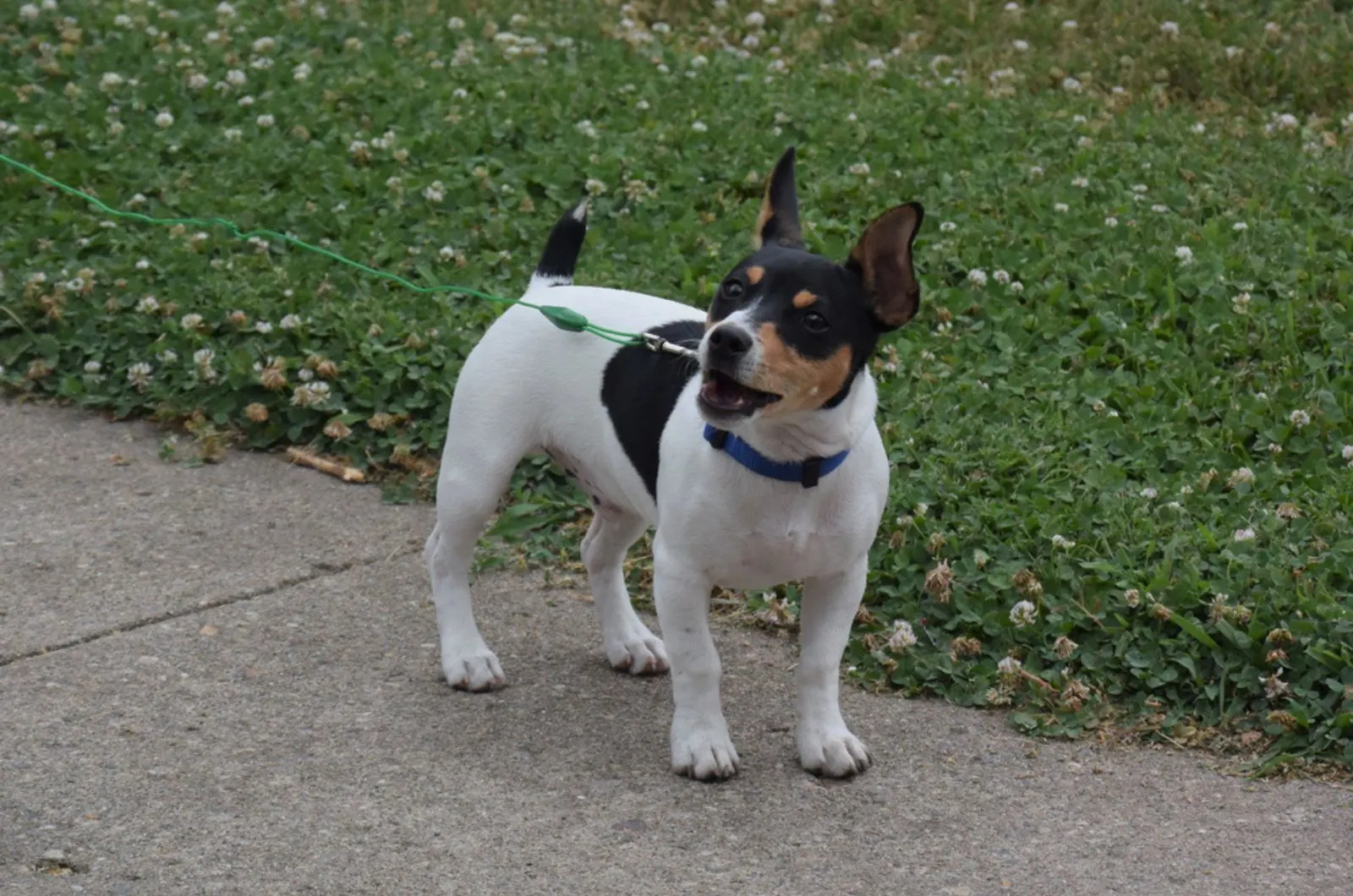 does the rat terrier grow big