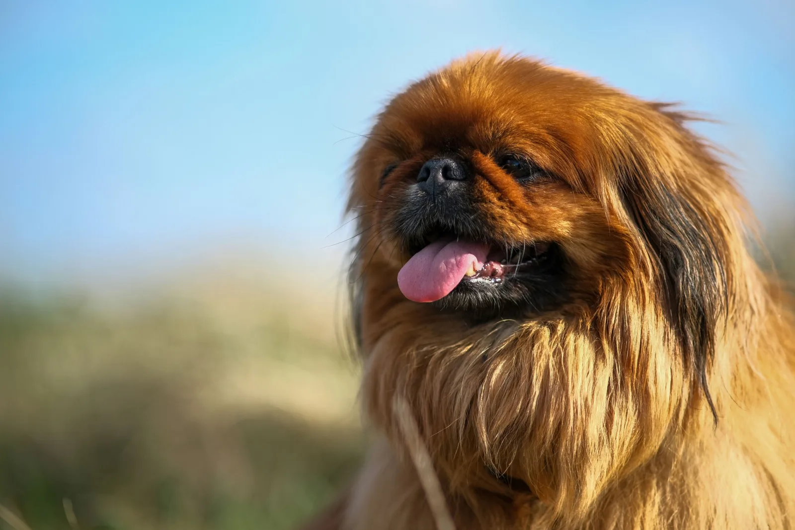 brown pekingese