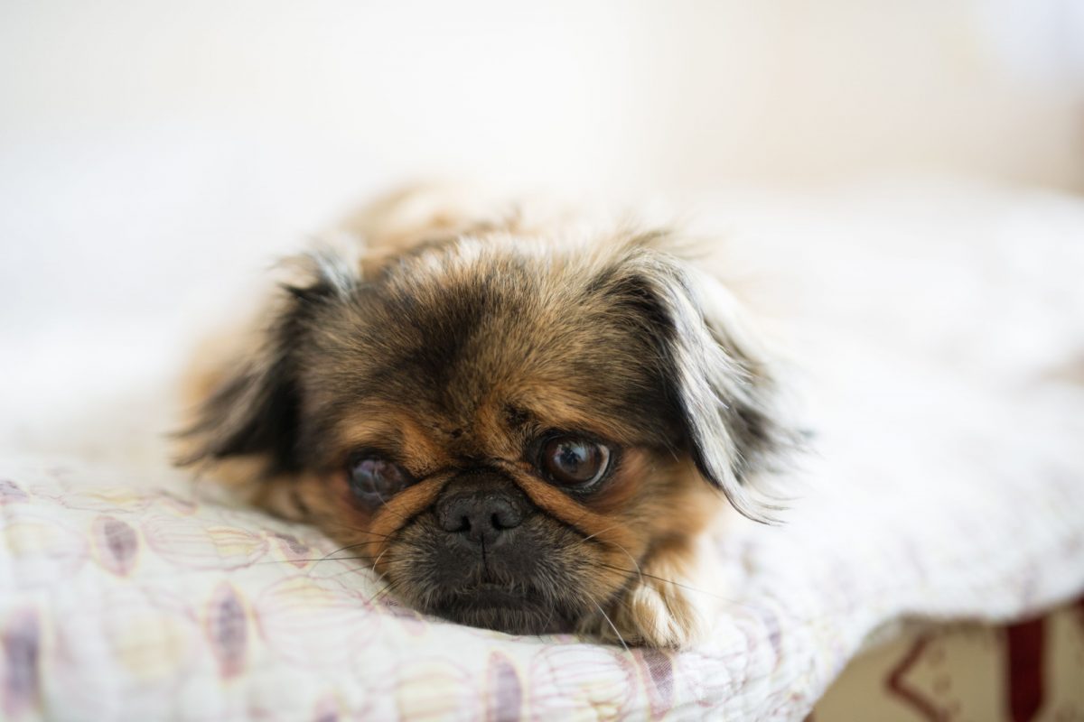 14 Pekingese Colors And Color Combinations, And 7 Markings